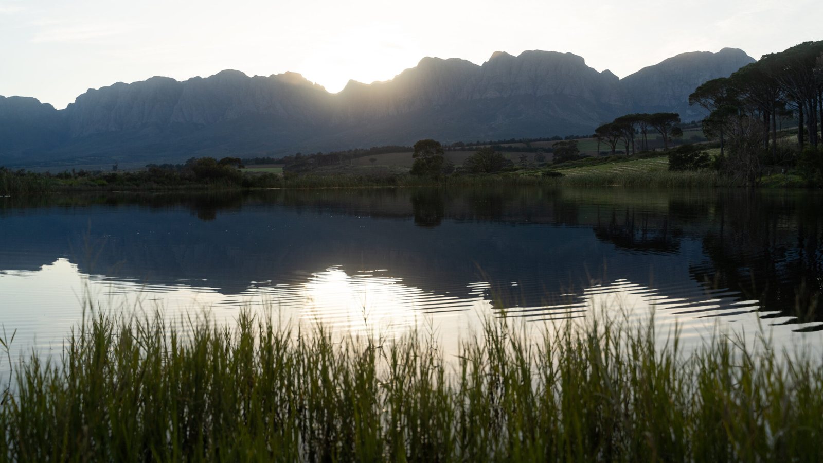 Morgenster Wine & Olive Estate