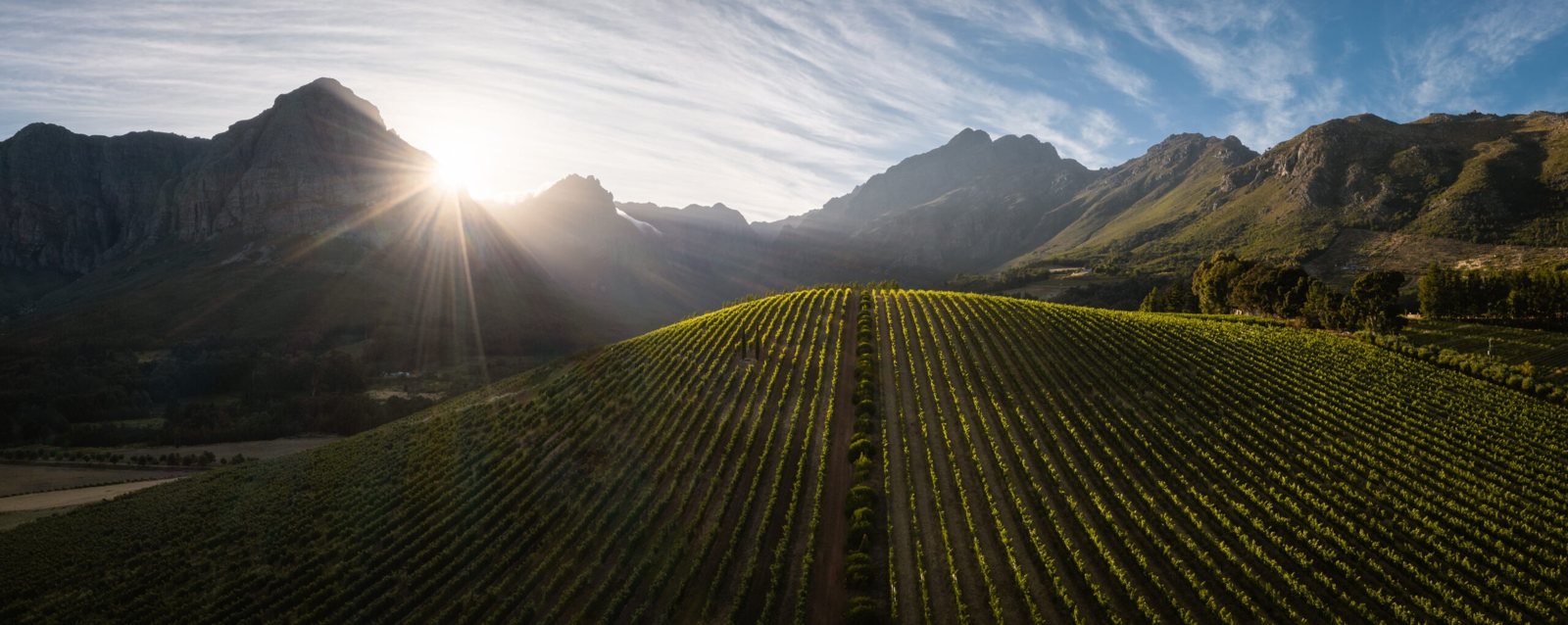 Oldenburg Vineyards