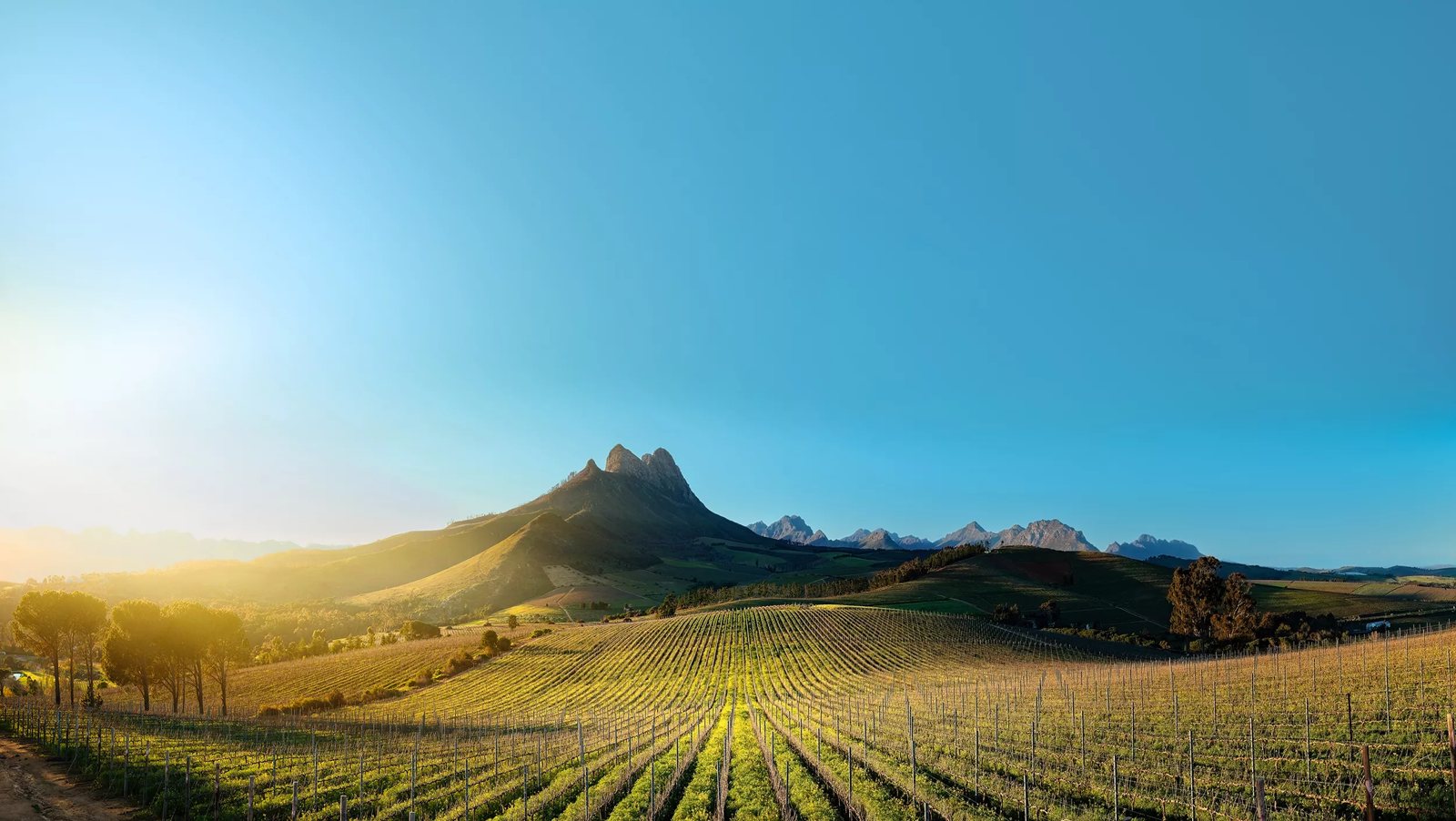 Warwick Wine Estate